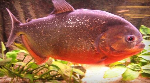 Piranha Vermelha
