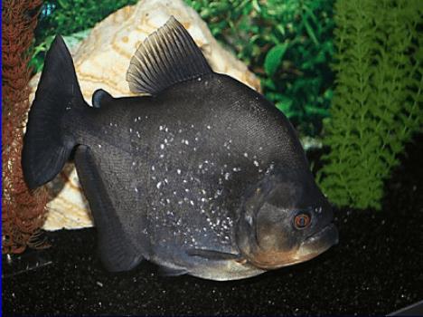 Piranha Preta