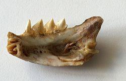 Mandíbula de piranha-vermelha , mostrando os dentes afiados e triangulares