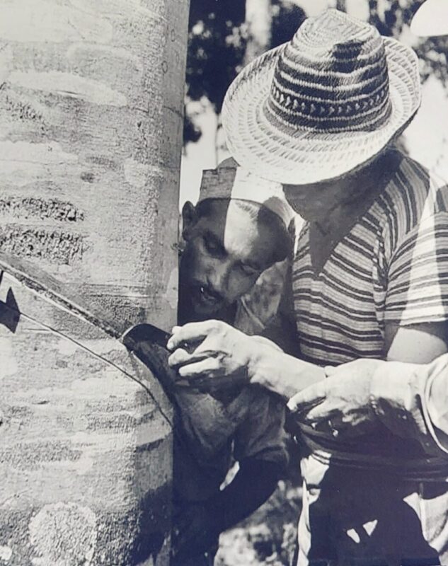 Seringal Miry, 1943. Aspecto tomado durante aula de sangria da seringueira, ministrada pelo técnico norte-americano Harold Gustin. Foi uma Escola de Campo Experimental fundada pelo intelectual Comendador José Cláudio de Mesquita, em 1914, o inventor da ‘Faca amazônica’. Foto: Abrahim Baze/Acervo pessoal 