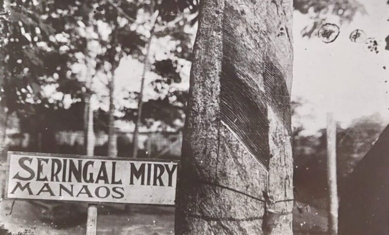 O Seringal Miry foi uma escola de campo experimental fundada pelo intelectual comendador José Cláudio de Mesquita em 1914. Com a morte de Mesquita em 1923, o seringal passou a ser administrado pela Associação Comercial do Amazonas. Foto: Thomas D. McAvoy. 